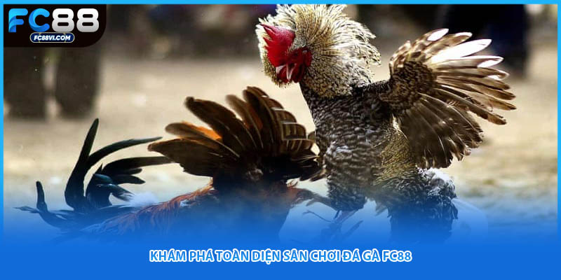 Khám phá toàn diện sân chơi đá gà FC88